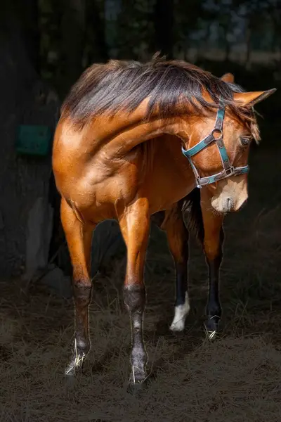 Bildschöne Quarter Horse Stute mit Spitzenabstammung und Tra