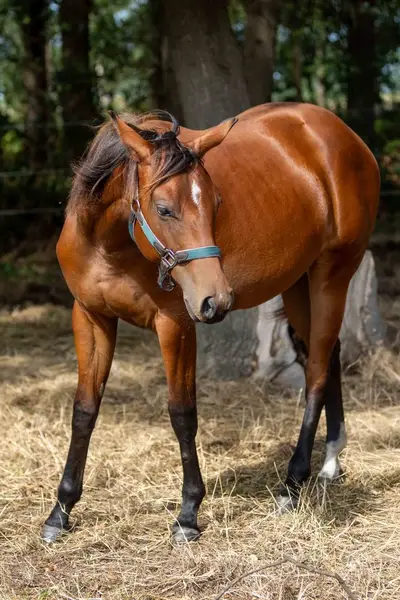 Bildschöne Quarter Horse Stute mit Spitzenabstammung und Tra