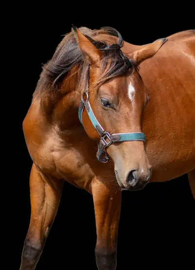 Bildschöne Quarter Horse Stute mit Spitzenabstammung und Tra