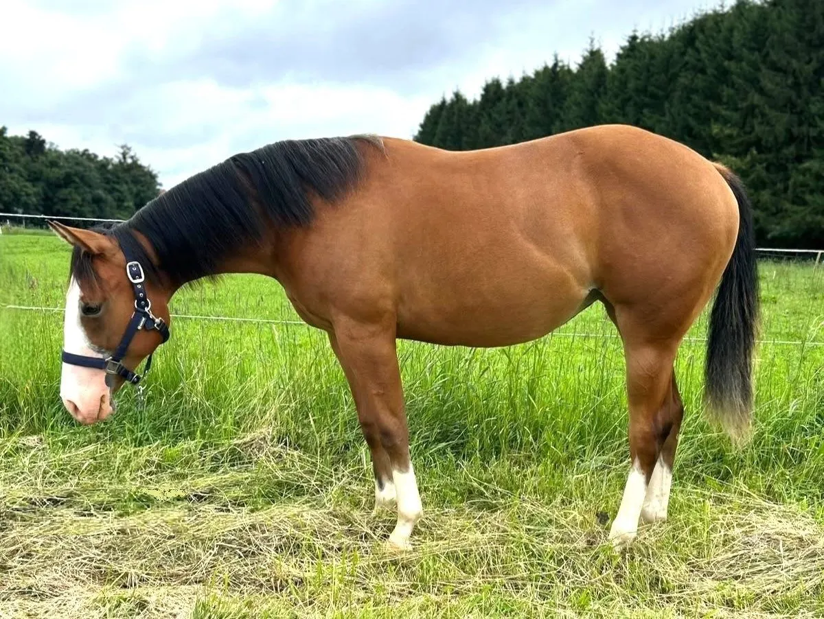 Charmante Quarter Horse Stute mit bester Reining & Allround-