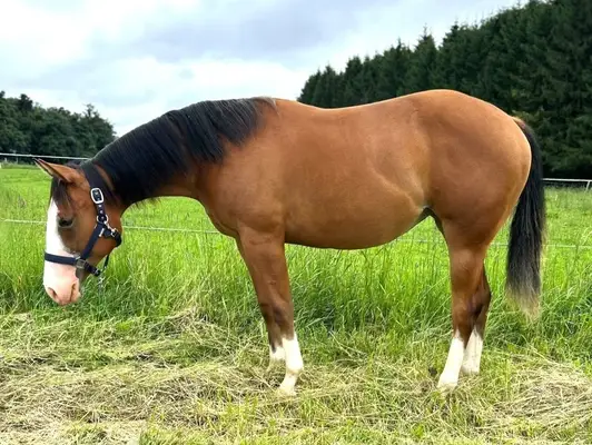 Charmante Quarter Horse Stute mit bester Reining & Allround-