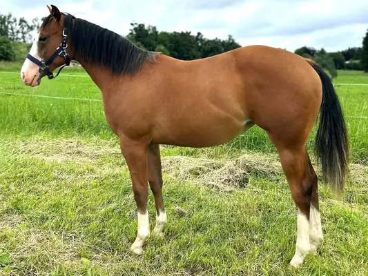 Charmante Quarter Horse Stute mit bester Reining & Allround-