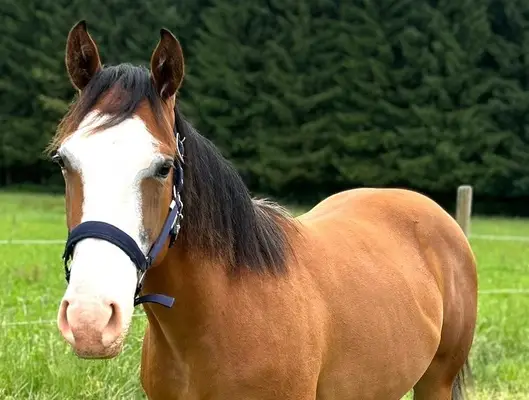 Charmante Quarter Horse Stute mit bester Reining & Allround-