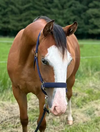 Charmante Quarter Horse Stute mit bester Reining & Allround-