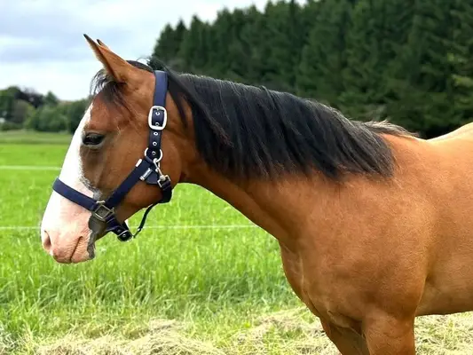 Charmante Quarter Horse Stute mit bester Reining & Allround-