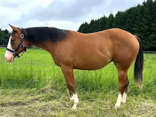 Charmante Quarter Horse Stute mit bester Reining & Allround-