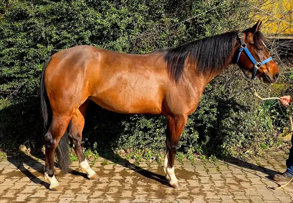 Soñada yegua joven de reining para non pros ambiciosos
