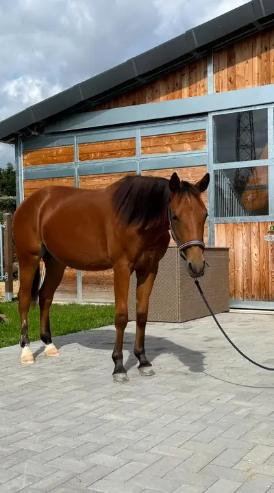 Bildschöne AQHA/APHA Stute mit erstklassiger Reining-Abstamm