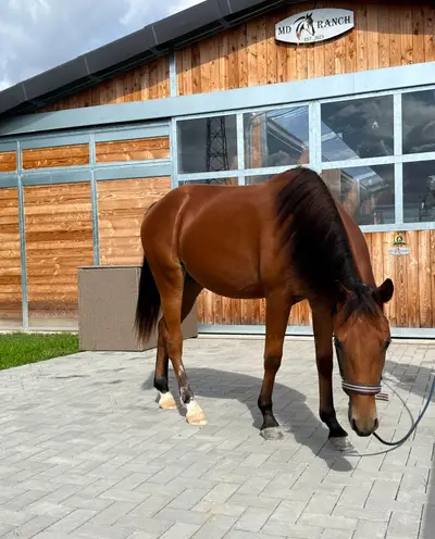 Bildschöne AQHA/APHA Stute mit erstklassiger Reining-Abstamm