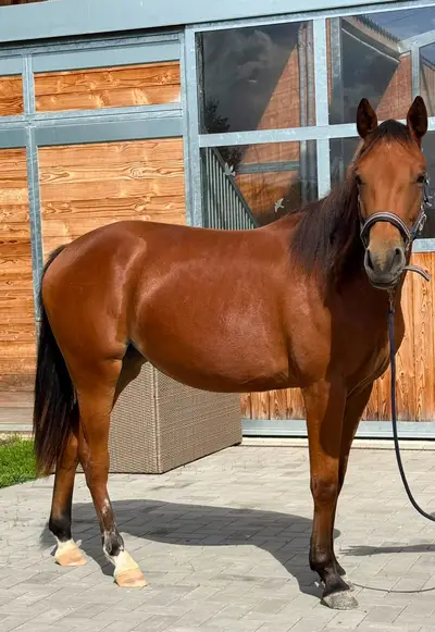Bildschöne AQHA/APHA Stute mit erstklassiger Reining-Abstamm