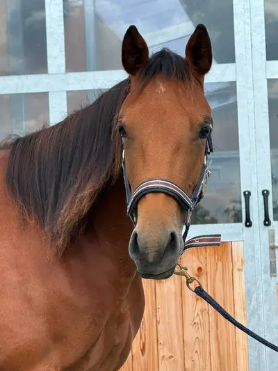 Bildschöne AQHA/APHA Stute mit erstklassiger Reining-Abstamm