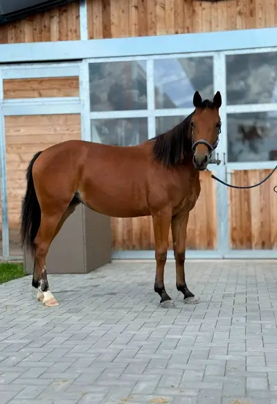 Bildschöne AQHA/APHA Stute mit erstklassiger Reining-Abstamm