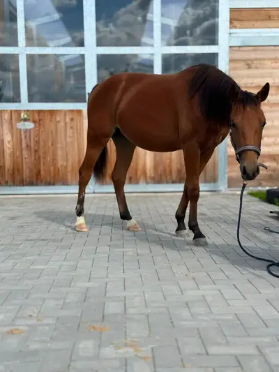 Bildschöne AQHA/APHA Stute mit erstklassiger Reining-Abstamm