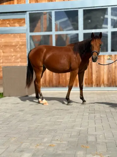Bildschöne AQHA/APHA Stute mit erstklassiger Reining-Abstamm