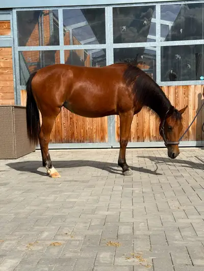 Bildschöne AQHA/APHA Stute mit erstklassiger Reining-Abstamm