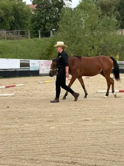 Bildschöne AQHA/APHA Stute mit erstklassiger Reining-Abstamm