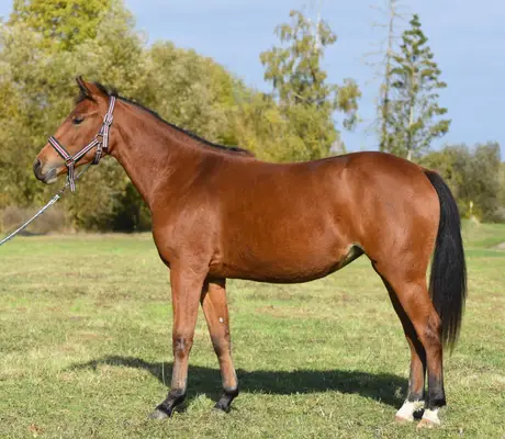 Bildschöne AQHA/APHA Stute mit erstklassiger Reining-Abstamm