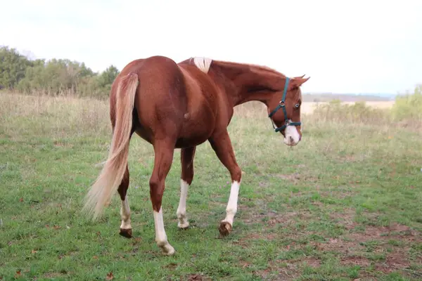 Typvoller Quarter Horse Hengst mit toller Zeichnung