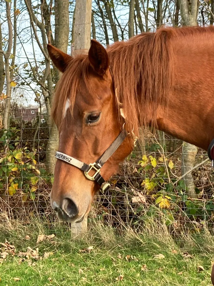 Bildhübsche Quarter Horse Stute