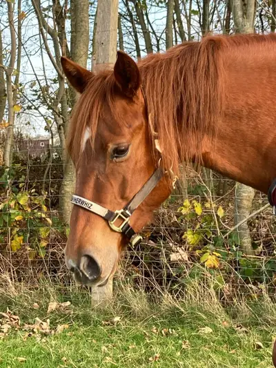 Bildhübsche Quarter Horse Stute