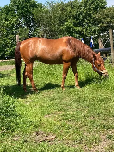 Bildhübsche Quarter Horse Stute