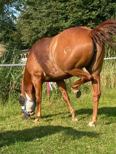 Bildhübsche Quarter Horse Stute
