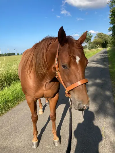 Bildhübsche Quarter Horse Stute