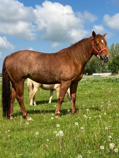 Bildhübsche Quarter Horse Stute