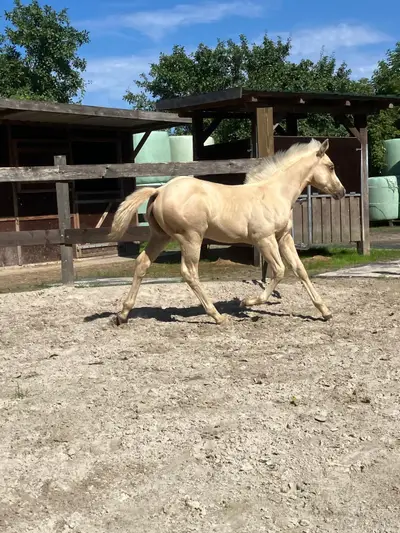 Bildhübsche Quarter Horse Stute