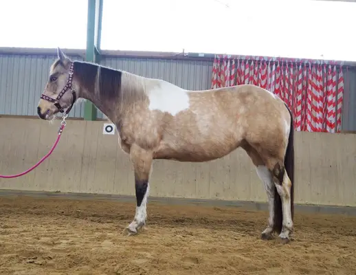 Jument Paint Horse magnifique et puissante à la robe superbe