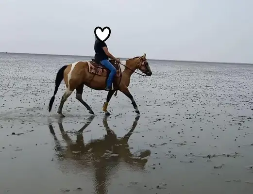 Bildhübsche, kräftige Paint Horse Stute in toller Farbe