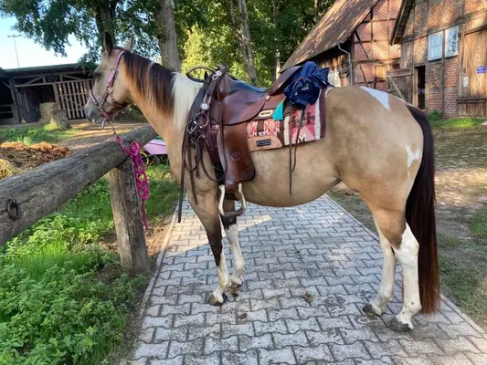 Bildhübsche, kräftige Paint Horse Stute in toller Farbe