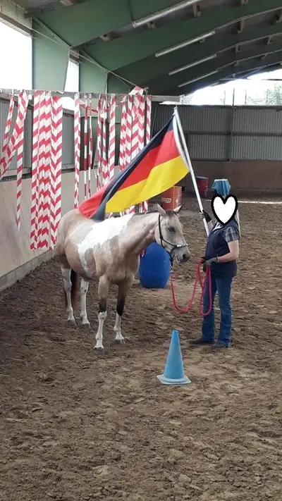 Bildhübsche, kräftige Paint Horse Stute in toller Farbe