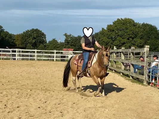Bildhübsche, kräftige Paint Horse Stute in toller Farbe
