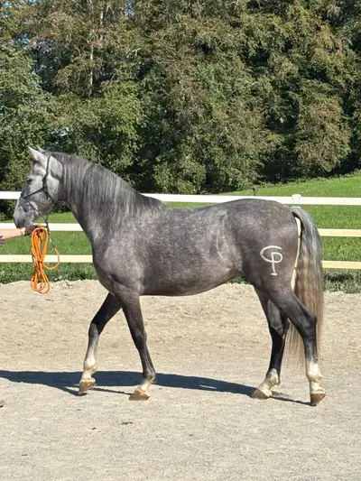 Ein Herzenspferd mit Eleganz, Charme und Potenzial