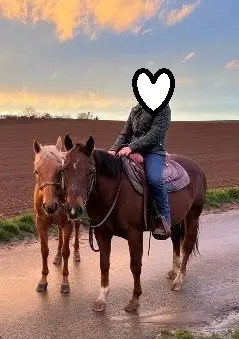 Zwei erfahrene Quarter Horses suchen gemeinsam ihr Für-immer