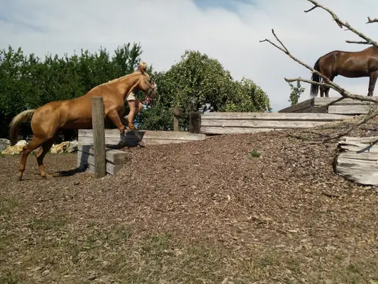 Zwei erfahrene Quarter Horses suchen gemeinsam ihr Für-immer