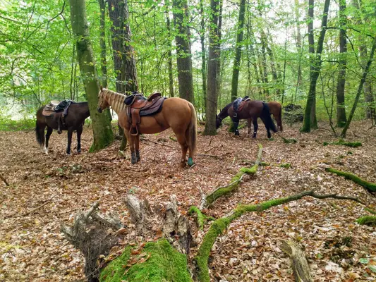 Zwei erfahrene Quarter Horses suchen gemeinsam ihr Für-immer