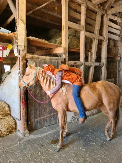 Zwei erfahrene Quarter Horses suchen gemeinsam ihr Für-immer