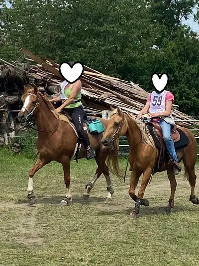 Zwei erfahrene Quarter Horses suchen gemeinsam ihr Für-immer