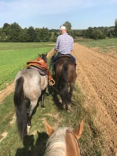 Zwei erfahrene Quarter Horses suchen gemeinsam ihr Für-immer
