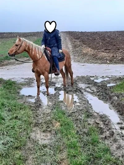 Zwei erfahrene Quarter Horses suchen gemeinsam ihr Für-immer