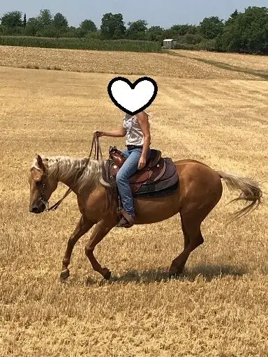 Zwei erfahrene Quarter Horses suchen gemeinsam ihr Für-immer