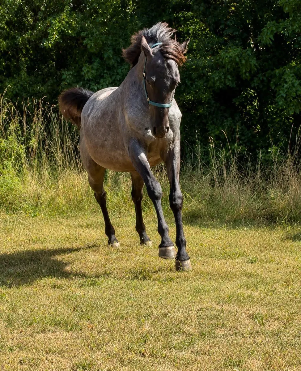 Bildhübscher Quarter Horse Hengst mit bestem Charakter