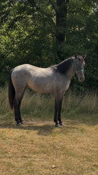 Bildhübscher Quarter Horse Hengst mit bestem Charakter