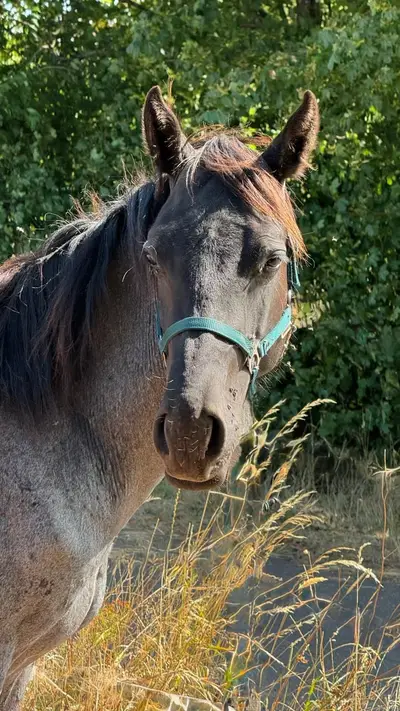 Bildhübscher Quarter Horse Hengst mit bestem Charakter