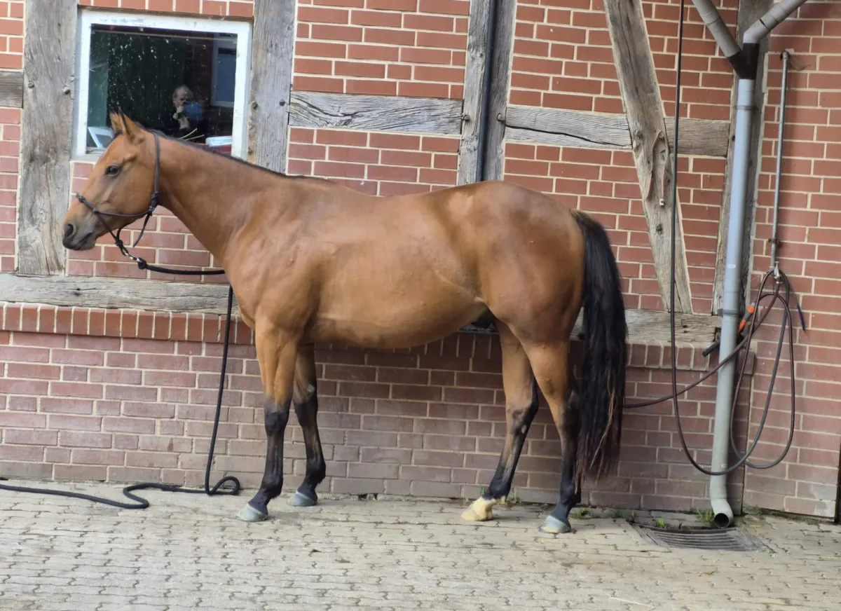 Bildschöner Quarter Horse Wallach mit vielversprechendem All