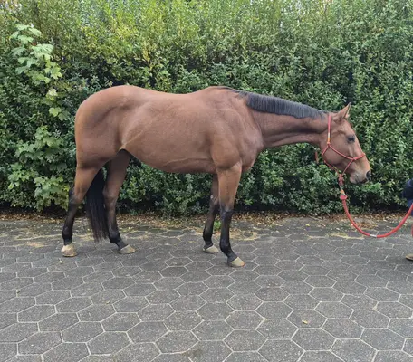 Bildschöner Quarter Horse Wallach mit vielversprechendem All