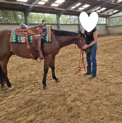 Bildschöner Quarter Horse Wallach mit vielversprechendem All