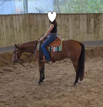 Bildschöner Quarter Horse Wallach mit vielversprechendem All